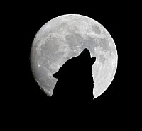 FAQ Page image of a wolf howling at the moon